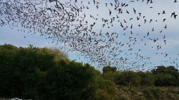 Bats